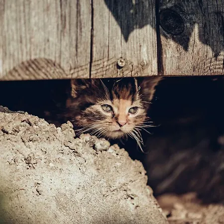 Wastlbauer マットゼー